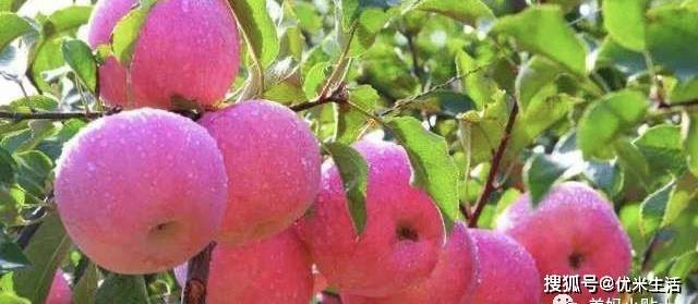 橘子和苹果的笑话中文版:春节期间不论有钱没钱，摆这“6种吉利果”寓意大吉大利富贵吉祥