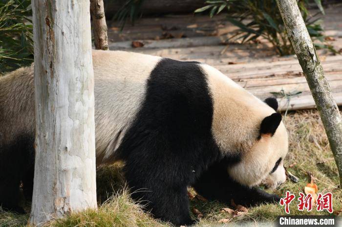 熊猫手机:成都大运会代表团邂逅“蓉宝”原型 点赞中国大熊猫保护工作
