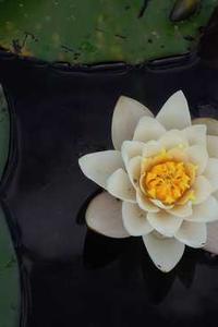 苹果折扣版手游