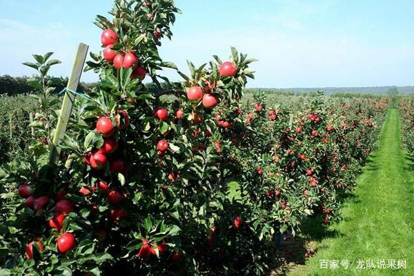 苹果树的生长过程新闻苹果树的生长过程顺序视频