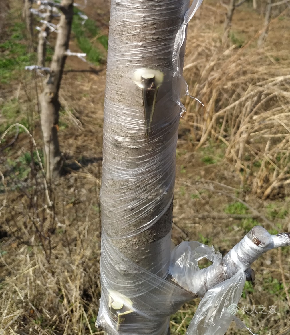 苹果树高接换头新闻报道苹果树树盖帽嫁接一般几天恢复