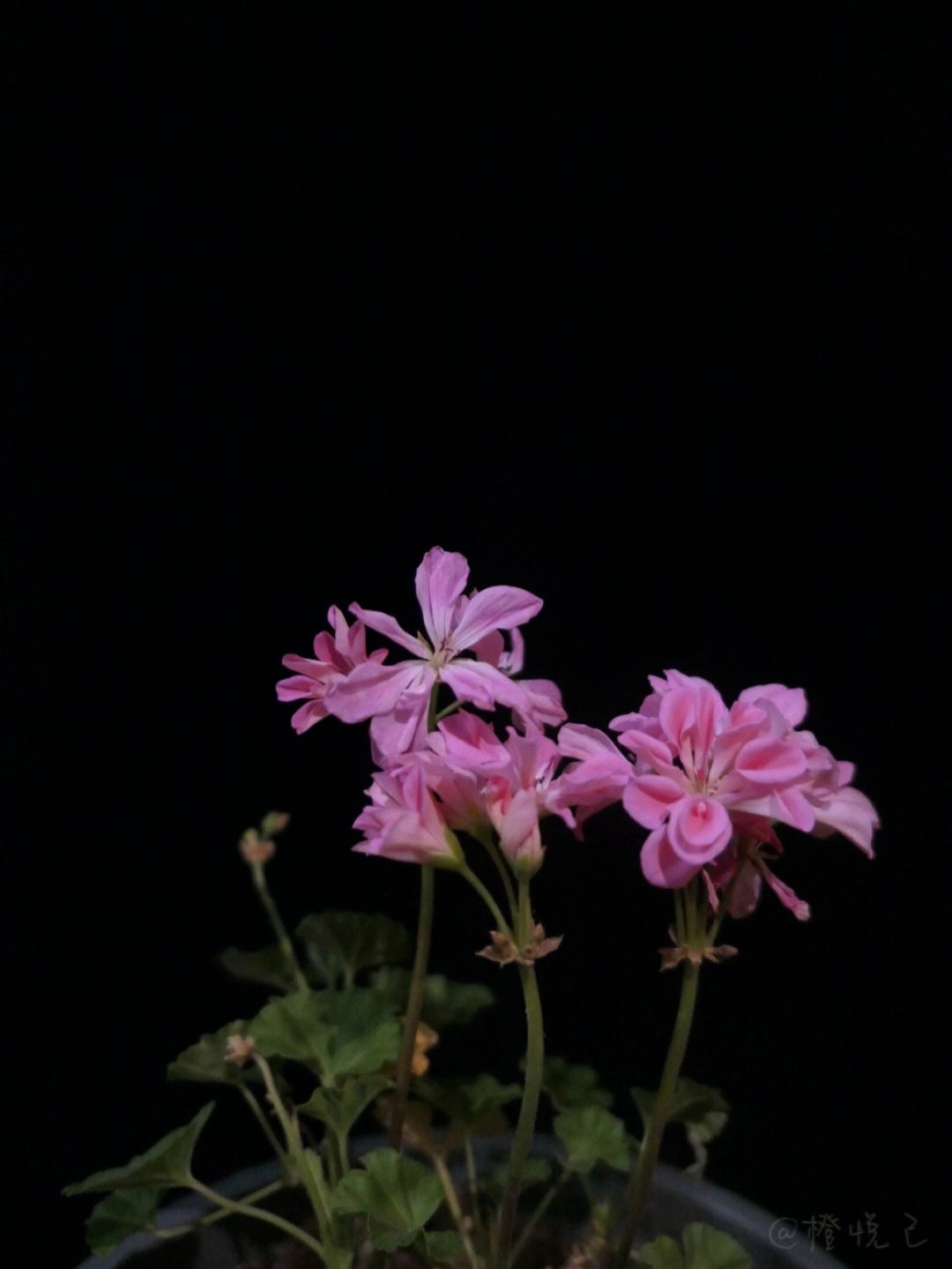苹果版花信苹果手机怎么关闭花呗
