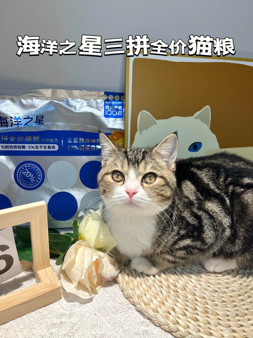 海洋之星手机版海洋之星街机单机版