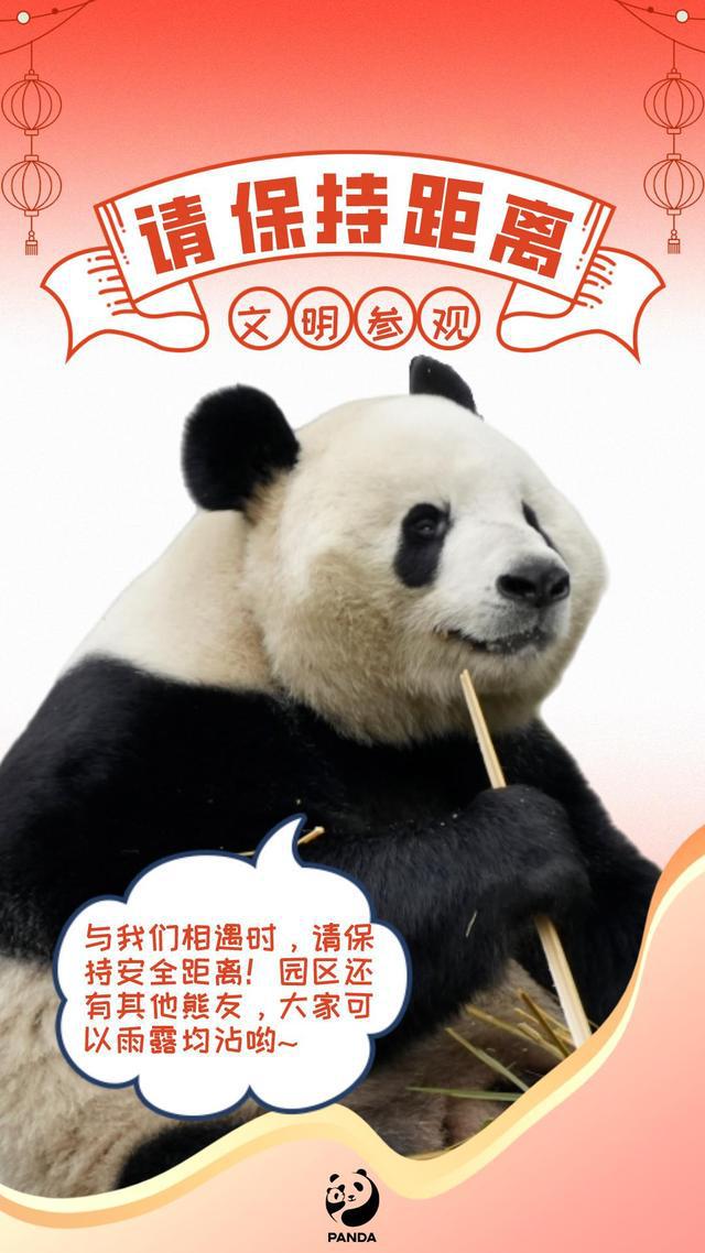 关于熊猫t手机客户端的信息