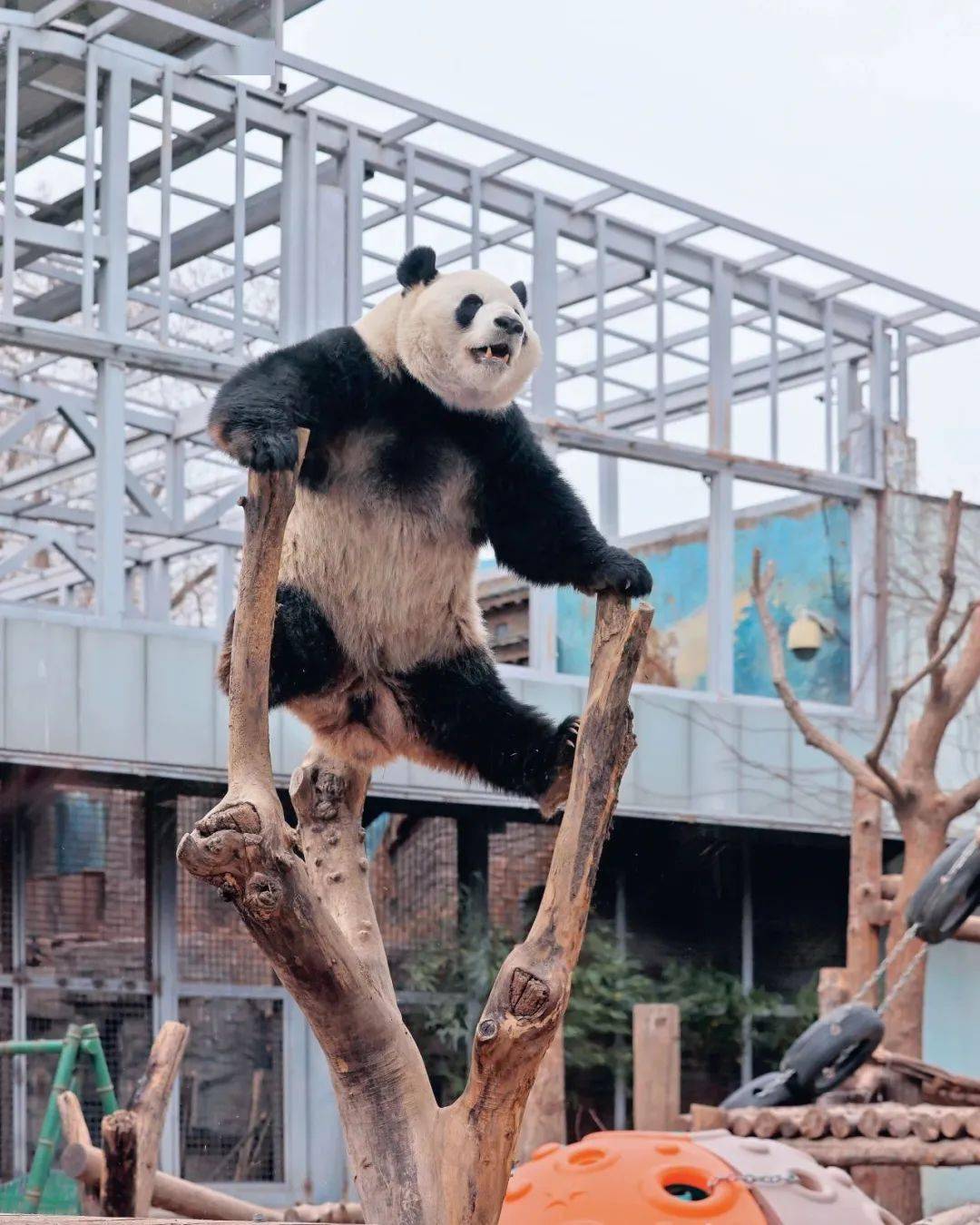 关于熊猫t手机客户端的信息-第2张图片-太平洋在线下载