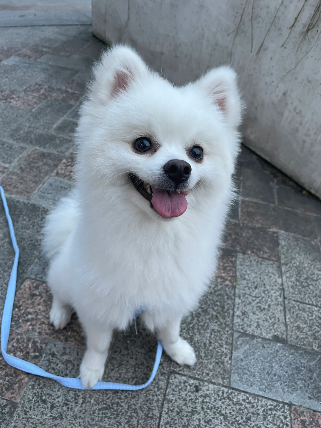 博美安卓版博美犬价格多少钱一只小型