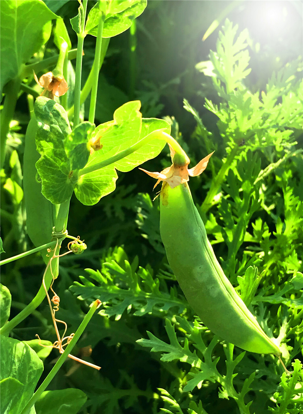 豌豆荚手机版动物(豌豆荚57322)-第2张图片-QuickQ官网