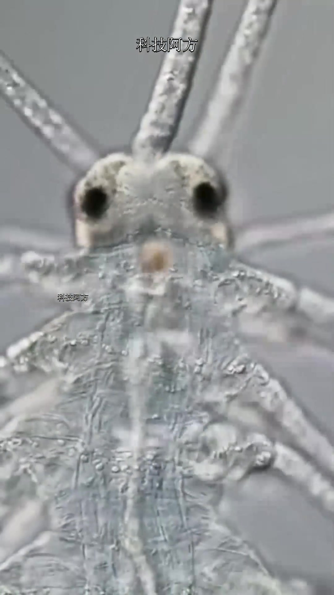 霸气的蠕虫手机版下载(霸气的蠕虫手机版下载教程)-第5张图片-QuickQ官网