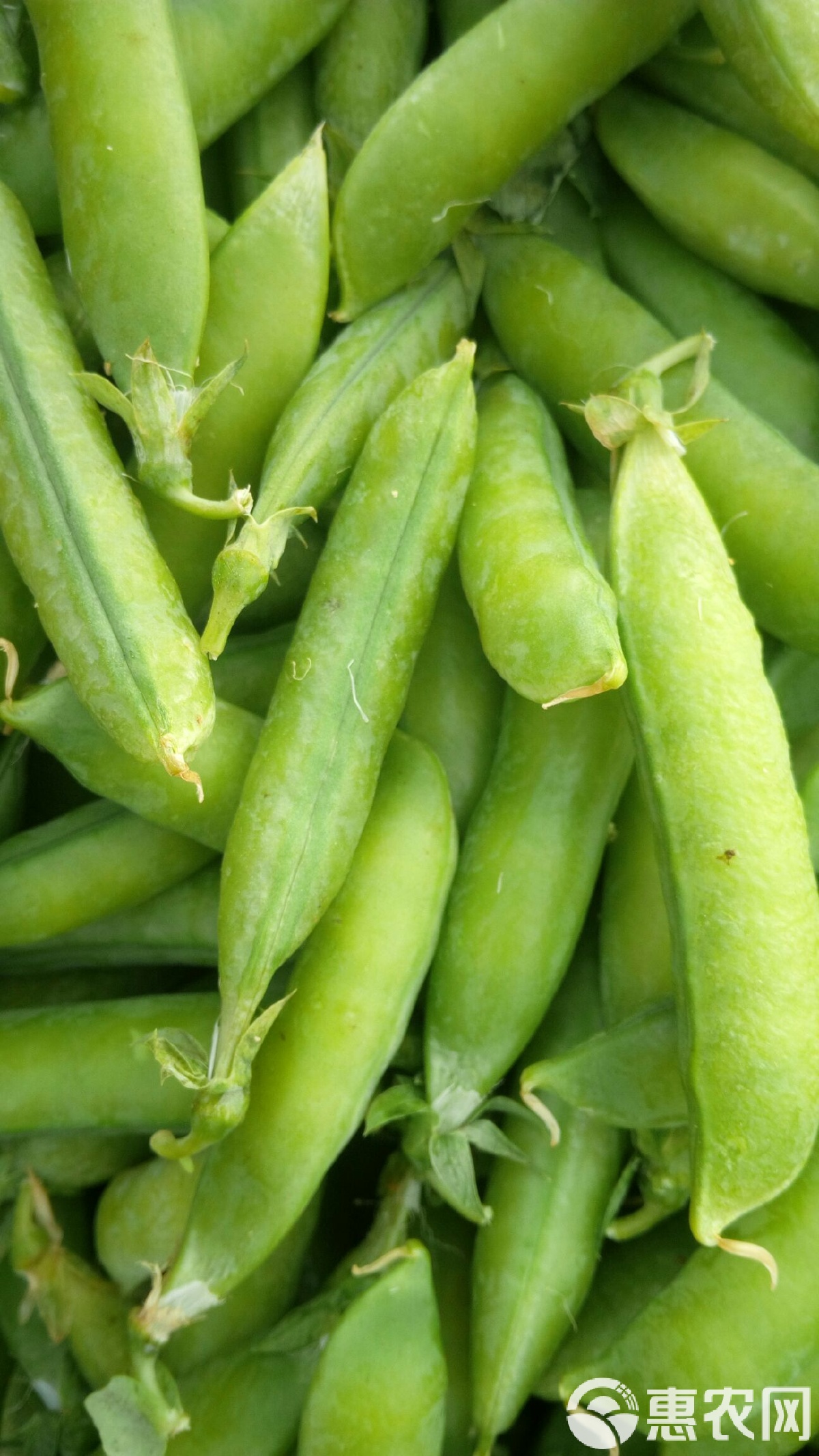 豌豆荚手机版wps(豌豆荚whatsapp)-第2张图片-QuickQ官网 豌豆荚手机版wps(豌豆荚whatsapp)-第2张图片-QuickQ官网