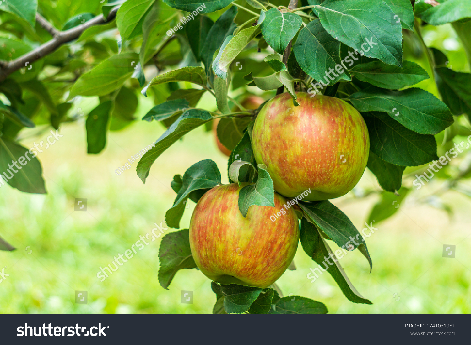 苹果苹果苹果树英语版(英文歌苹果苹果树英文歌)-第5张图片-QuickQ官网