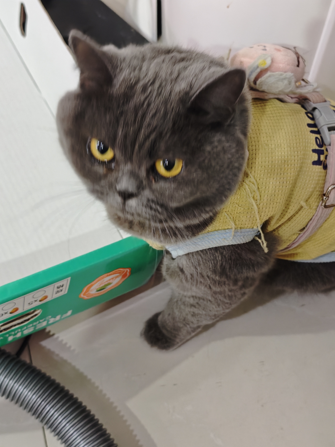 我想玩大蓝猫手机版(我想玩大蓝猫手机版游戏)-第4张图片-QuickQ官网