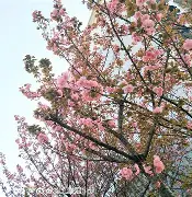 樱花学校模式手机版下载(樱花学校模拟器2020年最新版大全)-第2张图片-QuickQ官网